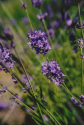 Lavender