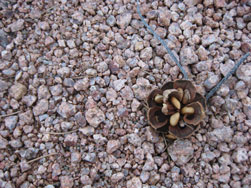 pine nuts